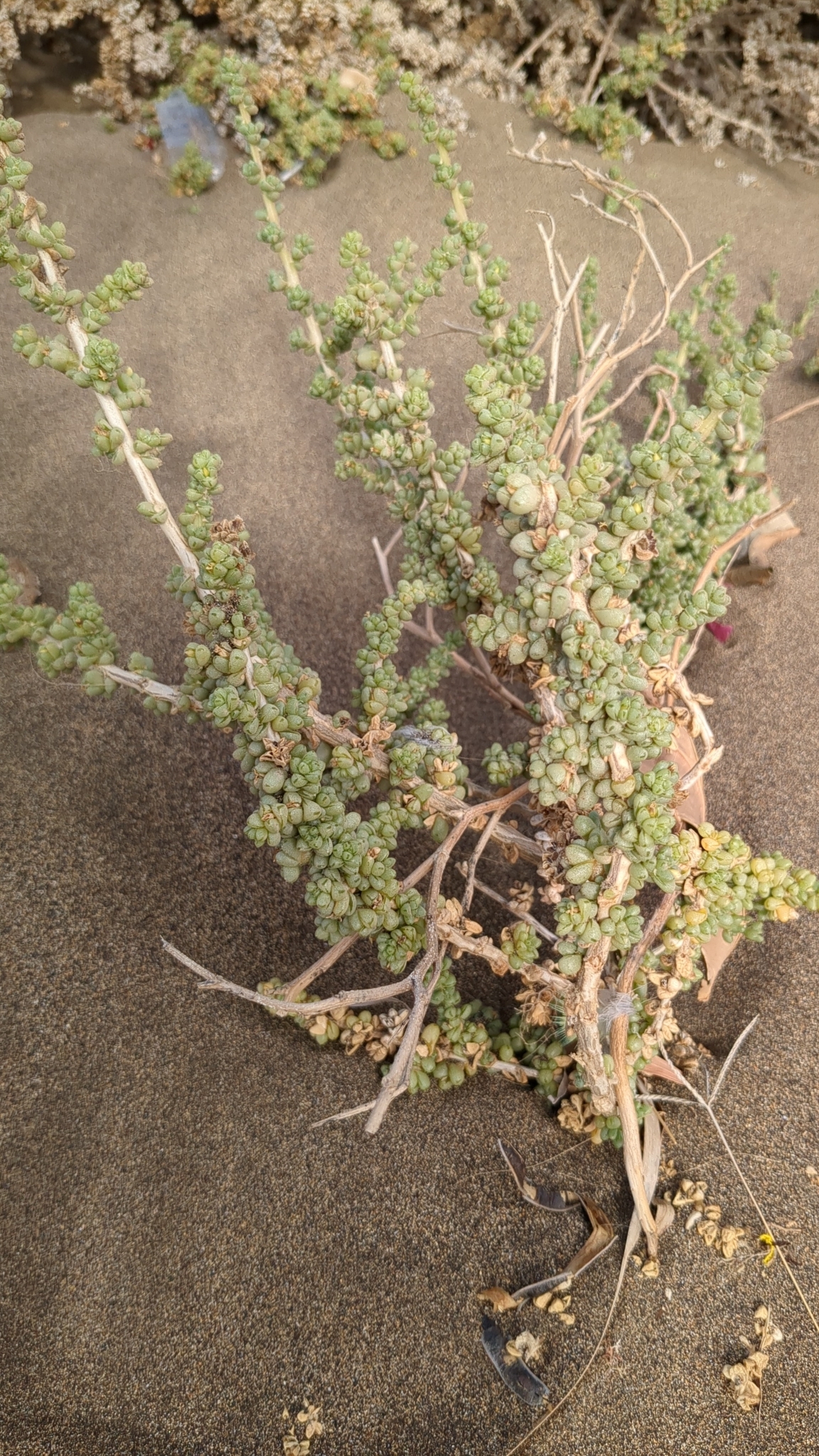 Traganum moquinii