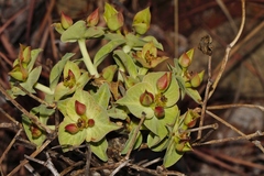 Euphorbia wildii image