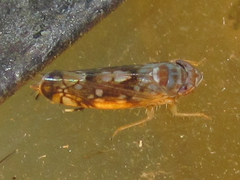Scaphoideus