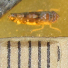Scaphoideus