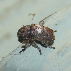 Toxonotus cornutus