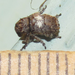 Toxonotus cornutus