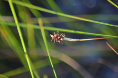 Carex exilis