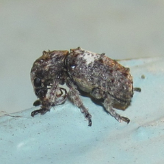 Toxonotus cornutus