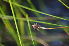 Carex exilis