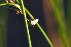 Elophila ekthlipsis