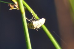 Elophila ekthlipsis