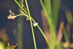 Elophila ekthlipsis