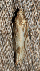 Tortrix technica
