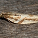 Tortrix technica - Photo (c) Alan Melville, some rights reserved (CC BY-NC-ND), uploaded by Alan Melville