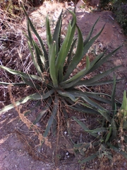 Agave datylio