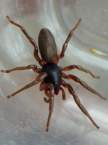 Dysdera fuscipes