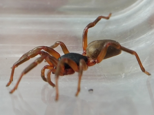 Dysdera fuscipes