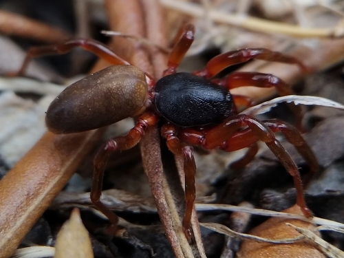 Dysdera fuscipes