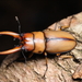 Common Red Stag Beetle - Photo (c) 汪湛闻/muyaocraft, some rights reserved (CC BY-NC), uploaded by 汪湛闻/muyaocraft