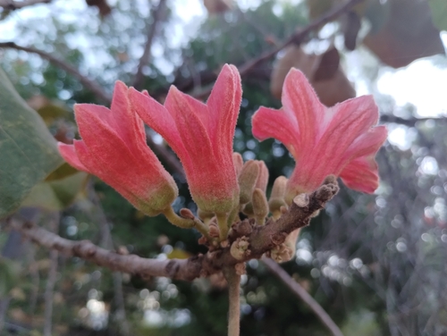 Red-flowered Kurrajong (Brachychiton paradoxus)