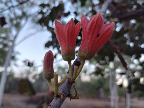 Image of Brachychiton paradoxus by (c) Karl Tattersall, some rights reserved (CC BY-SA)