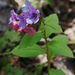 Suffolk Lungwort - Photo (c) mwri, some rights reserved (CC BY)