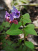 Suffolk Lungwort - Photo (c) mwri, some rights reserved (CC BY)