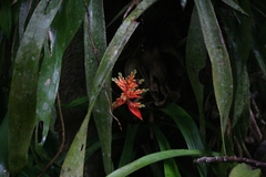 Image of Aechmea penduliflora