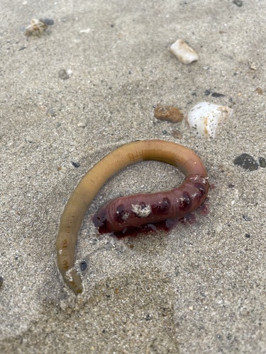 Blow Lugworm, photo 8 of 10