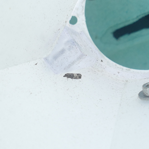 Eye-spotted Bud Moth photo 3