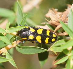 Castiarina octospilota