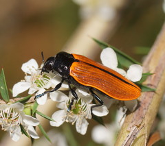 Castiarina rufipennis