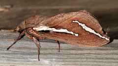 Abantiades latipennis