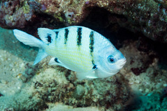 Abudefduf abdominalis