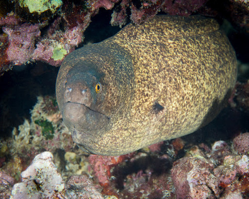 Yellowmargin Moray