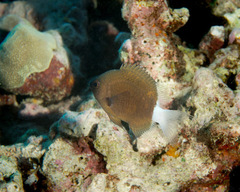 Pycnochromis hanui