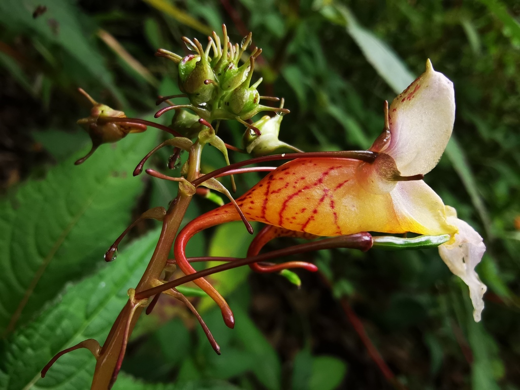 Impatiens clavicuspis (Impatiens clavicuspis)