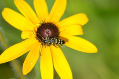 Typocerus sparsus