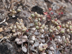 Monanthes laxiflora image