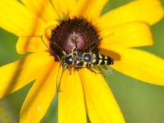 Typocerus sparsus