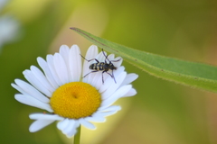 Typocerus sparsus