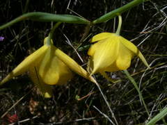 Calochortus pulchellus