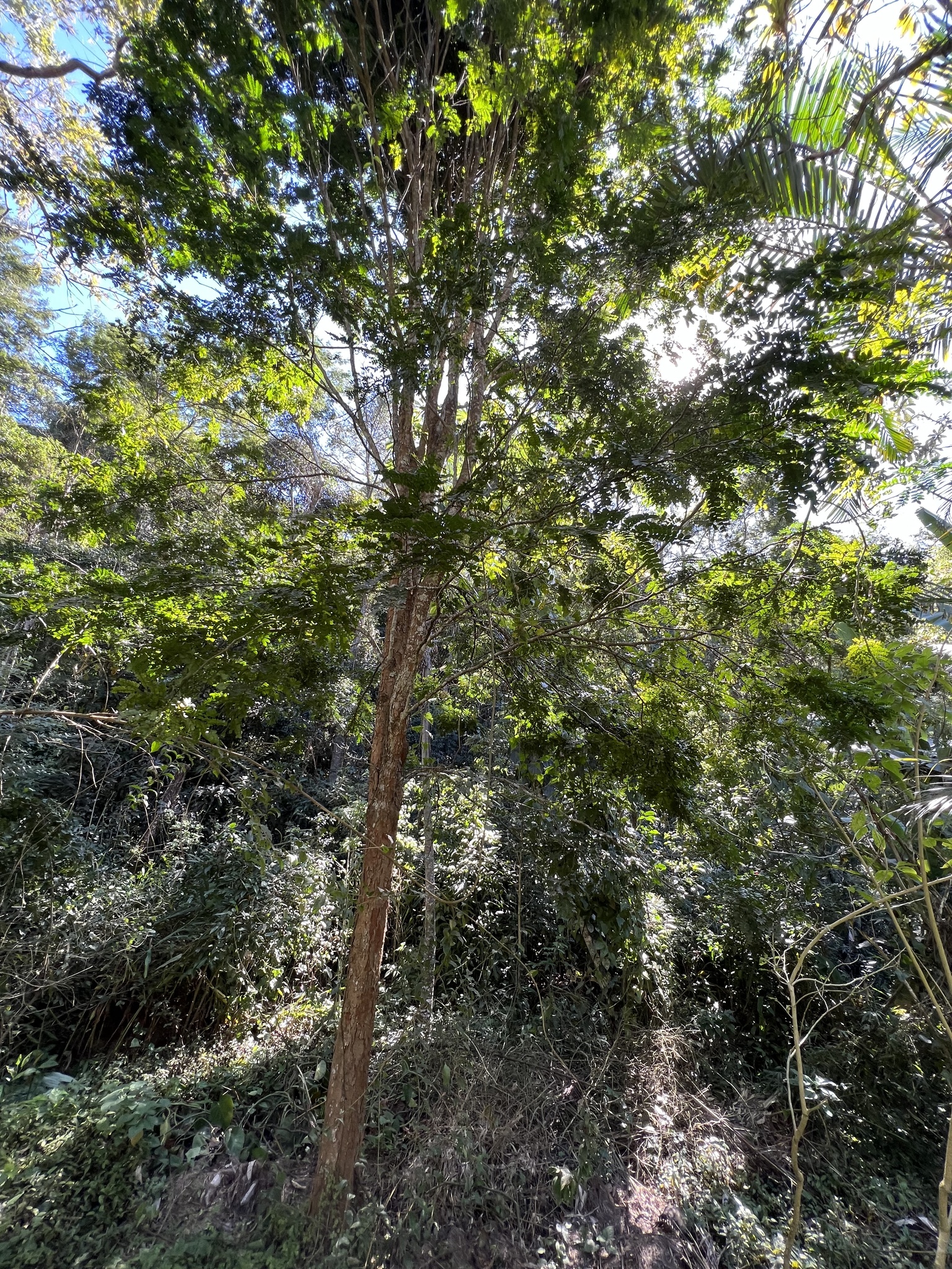 Paubrasilia echinata