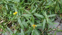 Sphagneticola calendulacea