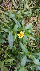 Sphagneticola calendulacea