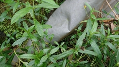 Sphagneticola calendulacea