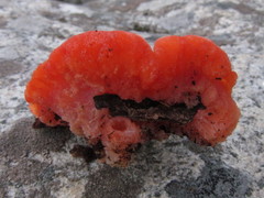 Aurantiporus pulcherrimus