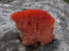 Aurantiporus pulcherrimus