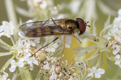 Meliscaeva cinctella image