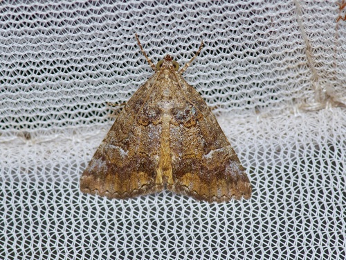 Eubolina moth photo 4