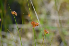 Juncus nodosus