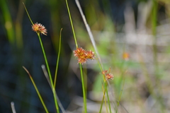 Juncus nodosus