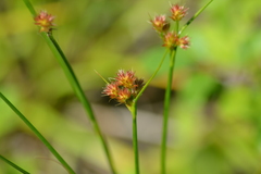 Juncus nodosus
