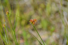 Juncus nodosus